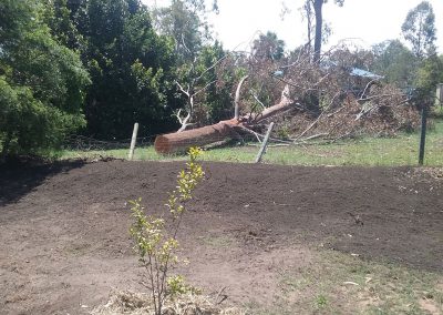 Gold Coast Tree Lopping Service