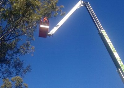 Tree Lopping Insured Gold Coast